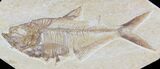 Detailed Diplomystus Fish Fossil From Wyoming #32826-1